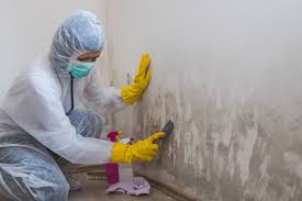 Why You Should Choose Our Mold Remediation Services in Hillsborough, CA